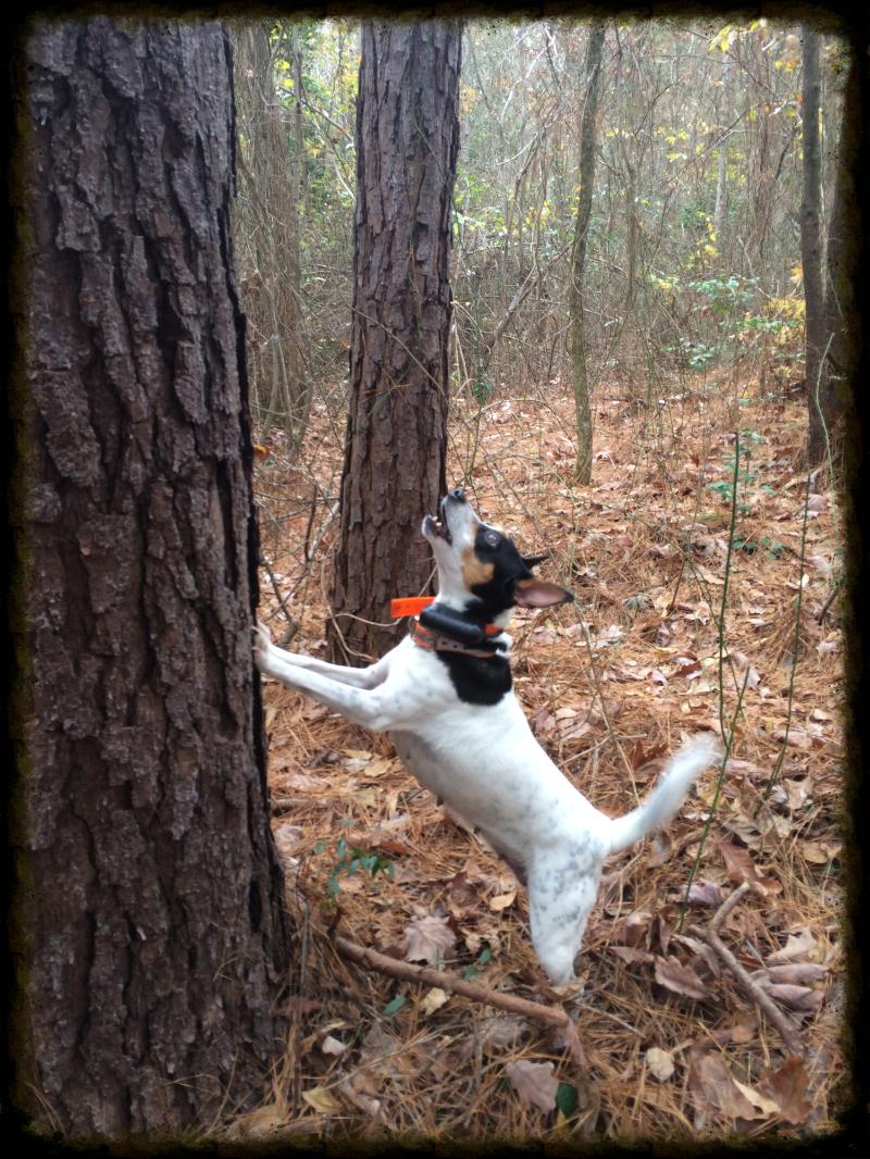 Squirrel hunting dogs fashion for near me